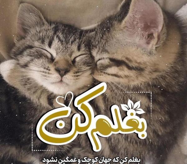 عکس پروفایل عاشقانه گربه