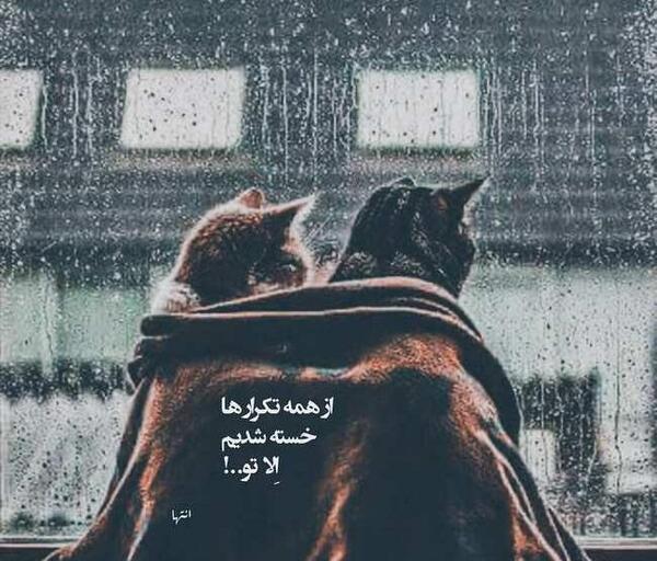 عکس پروفایل عاشقانه گربه