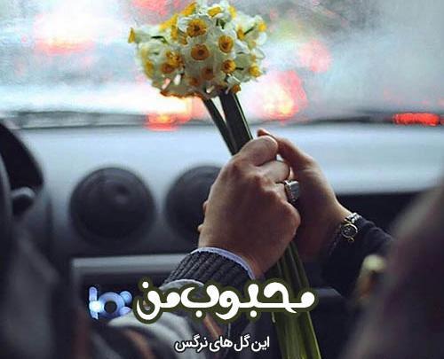 عکس نوشته صبح بخیر گل نرگس