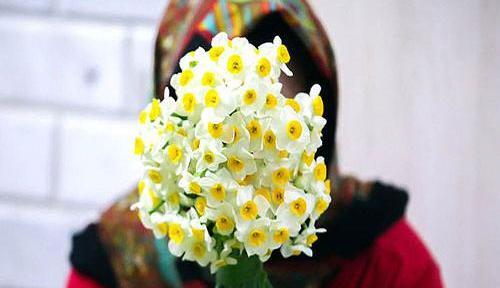 عکس نوشته صبح بخیر گل نرگس