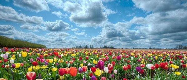 عکس گل مریم برای پروفایل