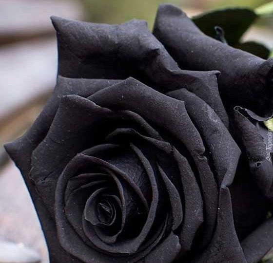 مشکی عکس گل رز