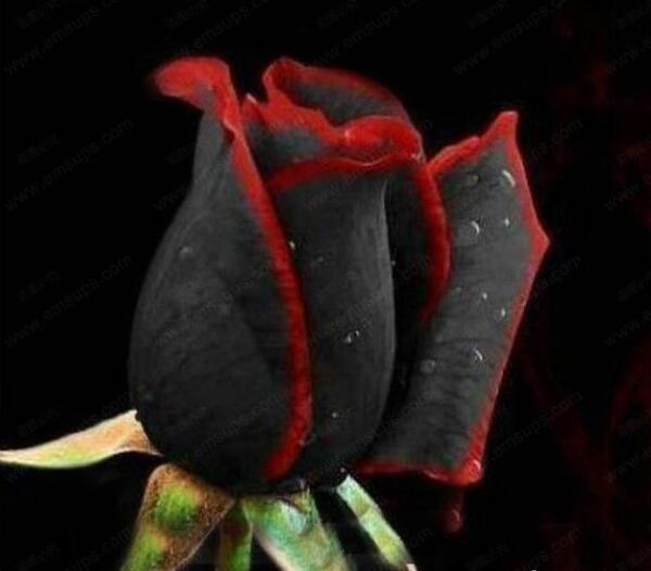 مشکی عکس گل رز