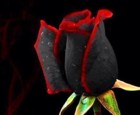 مشکی عکس گل رز