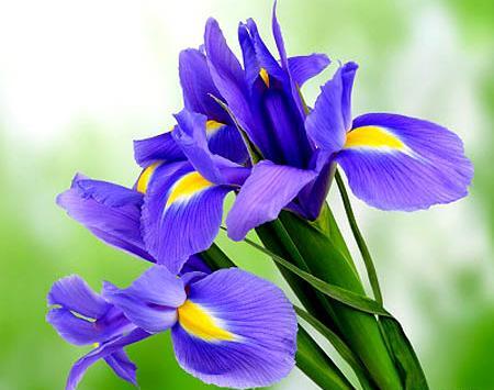 عکس گل زنبق