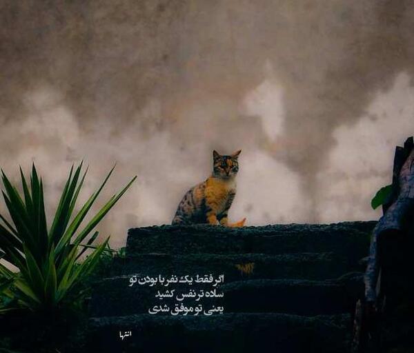 عکس عاشقانه گربه غمگین