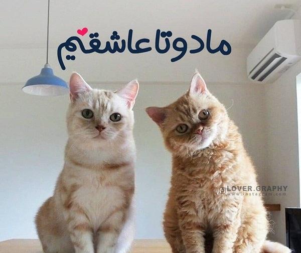 عکس عاشقانه گربه غمگین