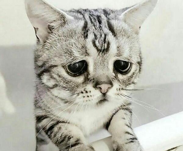 عکس عاشقانه گربه غمگین