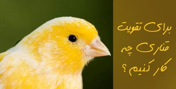 عکس قناری سفید