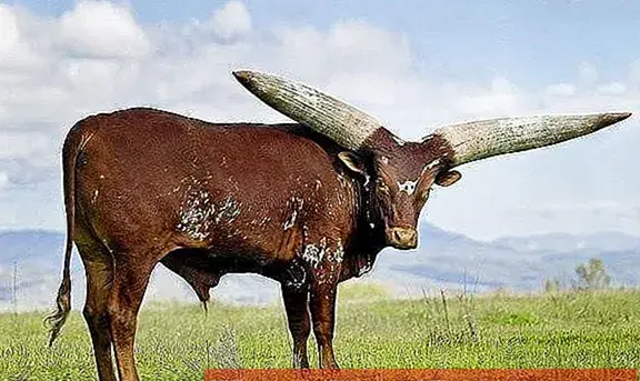عکس گاو قوی