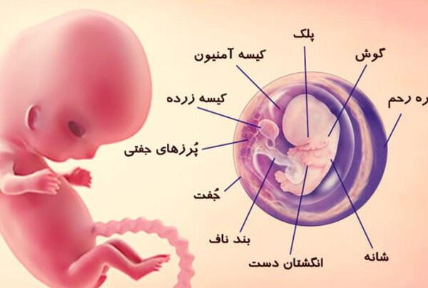 عکس نوزاد در شکم مادر