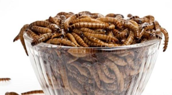 عکس حشره قران خنک