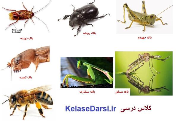 عکس حشره قران خنک