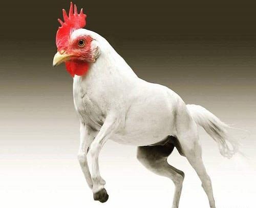 عکس حیوانات تخیلی