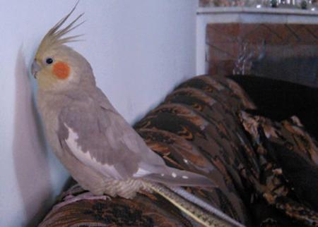 عکس عروس هلندی نر