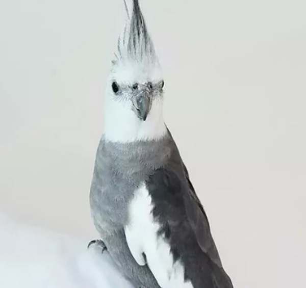 عکس عروس هلندی نر