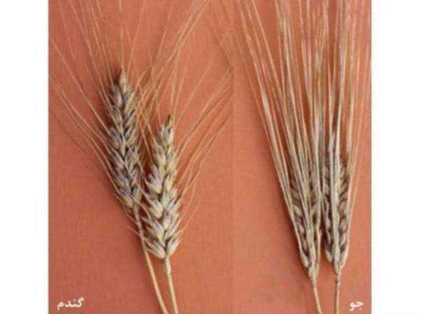 عکس جو گندم