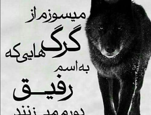 عکس گرگ غمگین برای پروفایل