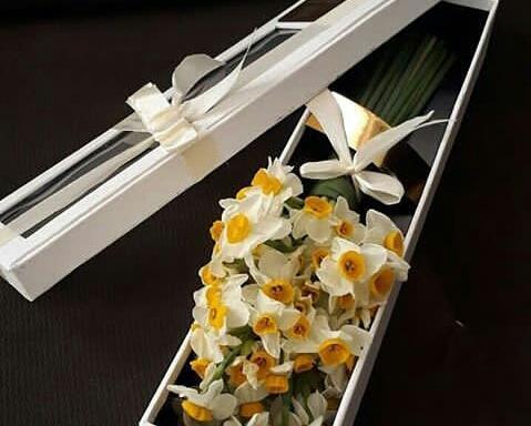 عکس گل نرگس برای هدیه