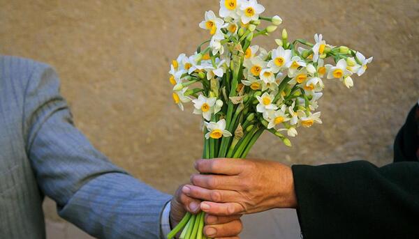 عکس گل نرگس برای هدیه