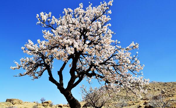 عکس بهار یگانه