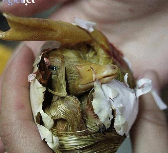 عکس زشت جوجه