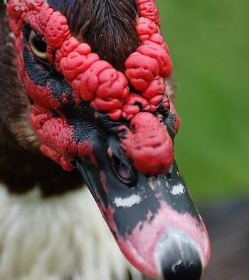 عکس زشت جوجه