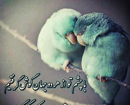 عکس های عاشقانه غمگین پرندگان