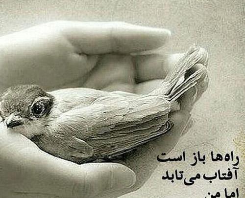 عکس های عاشقانه غمگین پرندگان