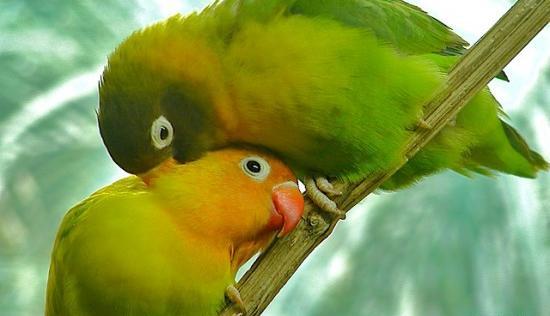 عکس های عاشقانه غمگین پرندگان