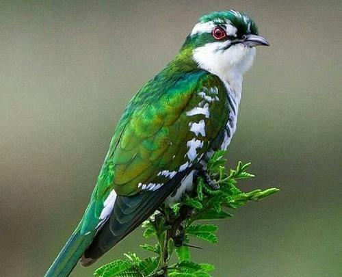 عکس های عاشقانه غمگین پرندگان