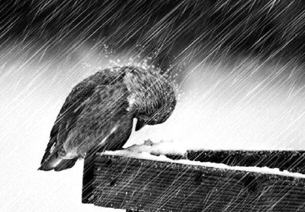 عکس های عاشقانه غمگین پرندگان