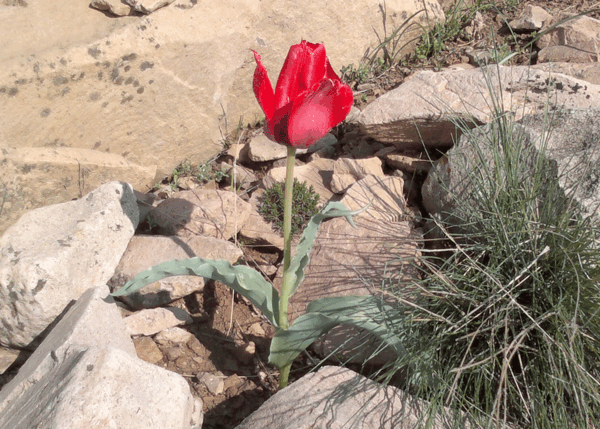 عکس گل لاله کوهی