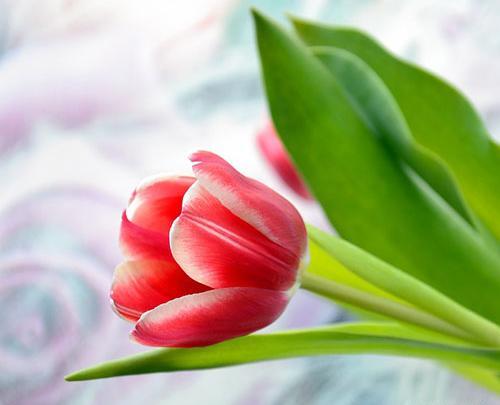عکس گل لاله کوهی
