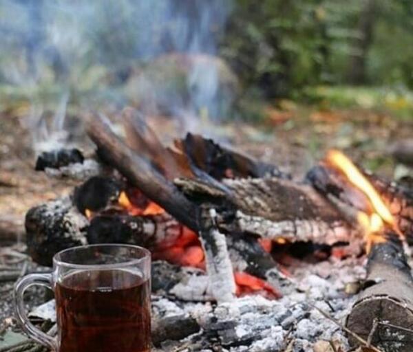 عکس چای در طبیعت