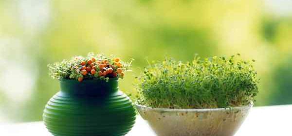 عکس سبزه جو برای عید
