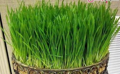 عکس سبزه جو برای عید