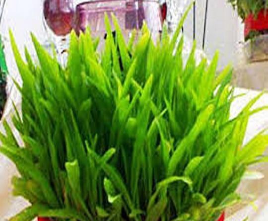 عکس سبزه جو برای عید