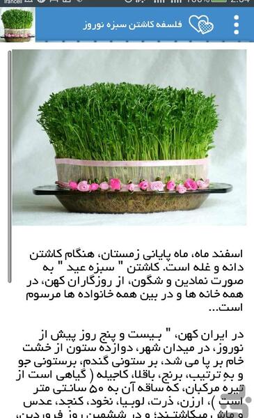 عکس سبزه جو برای عید