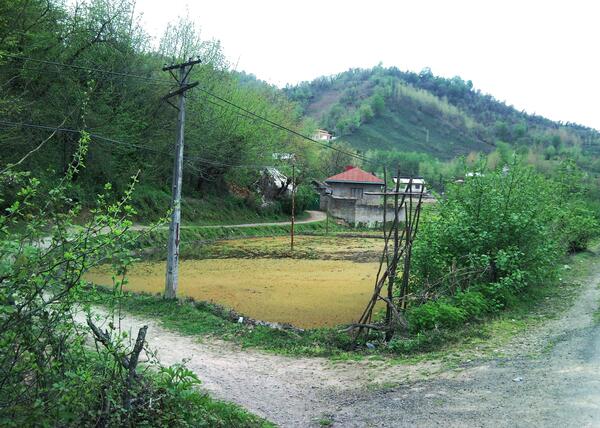 عکس از طبیعت زیبای شمال