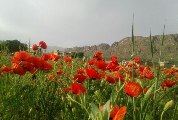 عکس از طبیعت زیبای شمال
