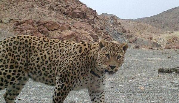 عکس یوز پلنگ سفید