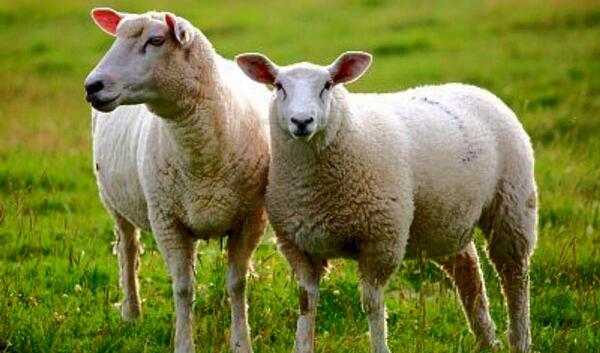 عکس حیوانات گوسفندی