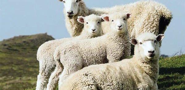 عکس حیوانات گوسفندی