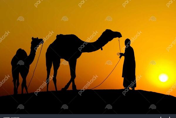 عکس شتر صحرا