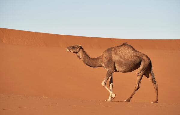 عکس شتر صحرا