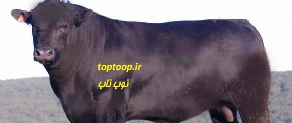 عکس گاو زشت