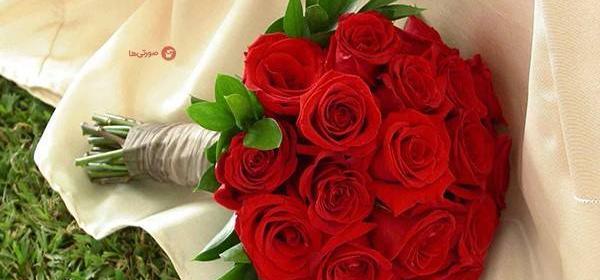 عکس گل رز عروس
