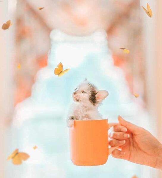 عکس پروفایل شیک ساده دخترانه