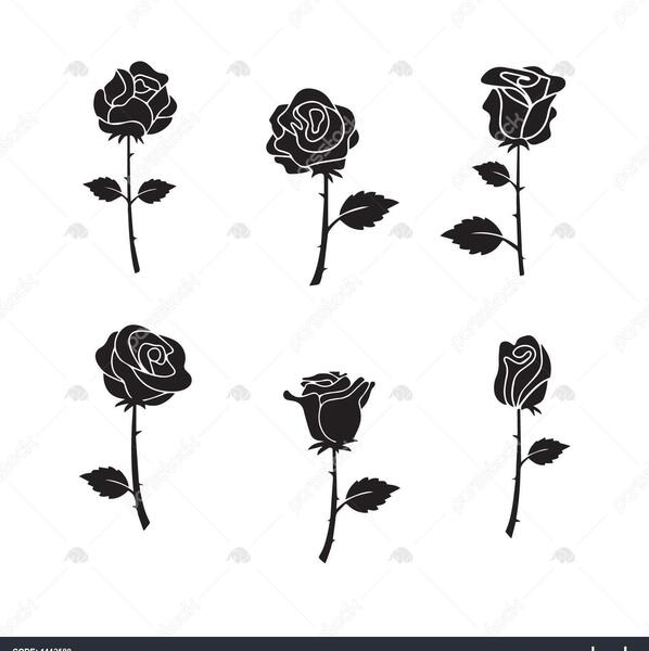 عکس گل رز سیاه و سفید